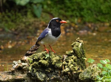 (miniature) Un oiseau se repose dans un parc forestier de Nanning