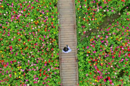 (miniature) Un touriste traverse des champs de zinnias dans le village de Dahong du district de Luanchuan