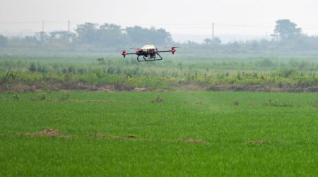 (miniature) Un drone pulvérisant des pesticides sur une rizière dans le district de Nanchang