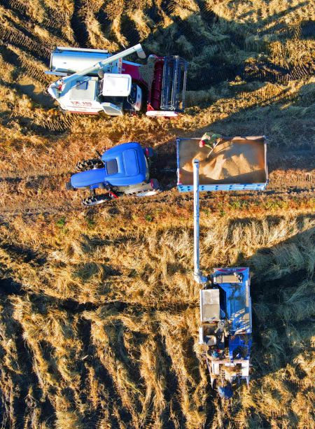 (miniature) Photo aérienne d'agriculteurs récoltant du riz