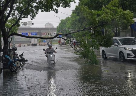 (miniature) Un homme passe sous une branche d'arbre cassée dans une rue de Shanghai