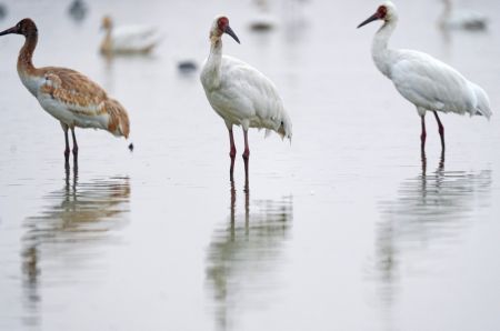 (miniature) Des grues blanches se reposent dans une zone de conservation des grues blanches près du lac Poyang