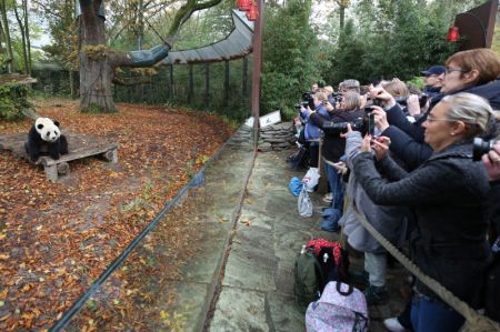 (miniature) La foule photographie le panda géant Tian Bao au zoo de Pairi Daiza à Brugelette