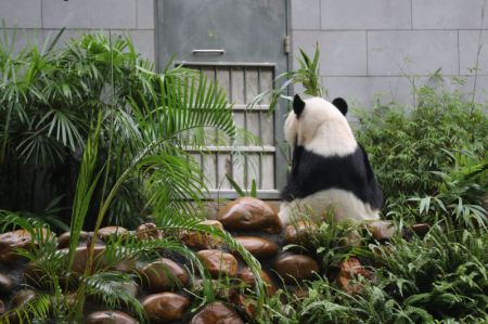 (miniature) Le panda géant Kangkang mangeant du bambou à Macao