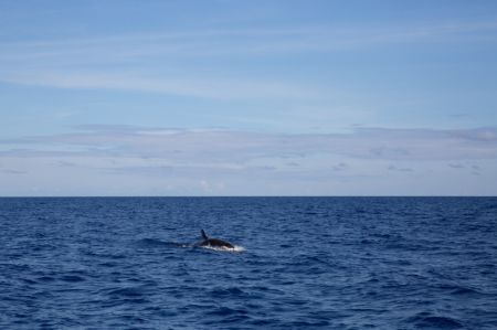 (miniature) Un faux épaulard dans les eaux de la zone nord de la mer de Chine méridionale