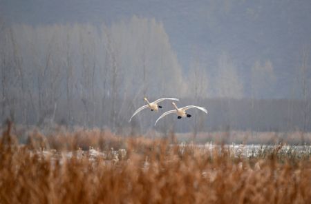 (miniature) Des cygnes volent au-dessus d'une zone humide