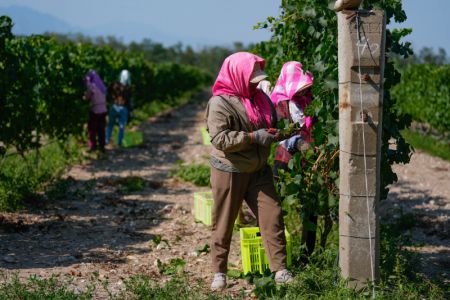 (miniature) Des travailleurs récoltent des raisins blancs dans un vignoble au pied oriental du mont Helan