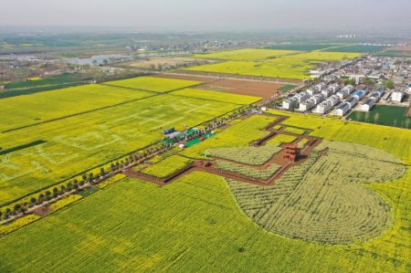(miniature) Paysage des champs de colza en fleur dans le district de Baofeng