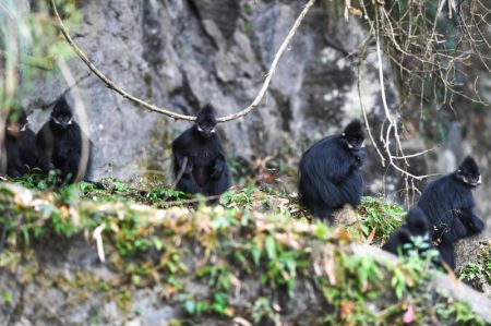 (miniature) Des singes Langur de François dans la réserve naturelle nationale de Mayanghe