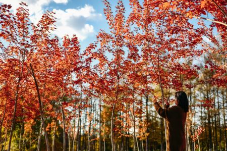 (miniature) Une visiteuse prend des photos de feuilles d'automne dans un parc de Changchun