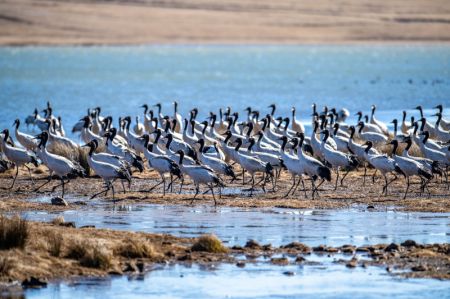 (miniature) Des grues à cou noir observées dans la réserve naturelle de grues à cou noir de Dashanbao