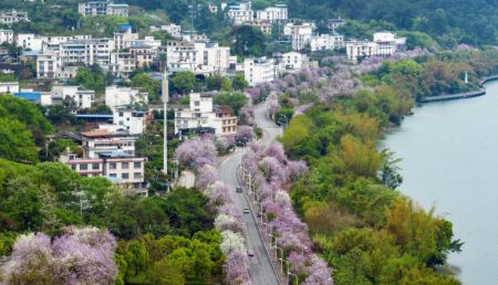 (miniature) Photo aérienne de voitures passant à côté d'arbres à orchidées en fleurs dans la ville de Liuzhou de la région autonome Zhuang du Guangxi