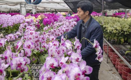 (miniature) Un horticulteur s'occupe d'orchidées papillon dans une serre de la ville de Lianyungang