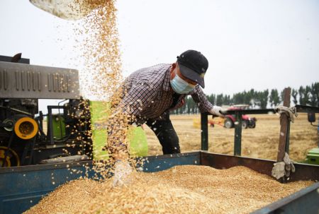 (miniature) Récolte du blé dans le bourg de Huyang à Tanghe
