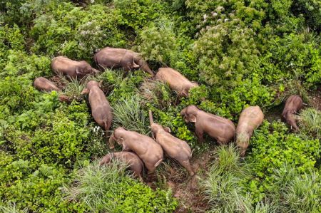 (miniature) Un troupeau d'éléphants d'Asie sauvages dans le district de Mojiang