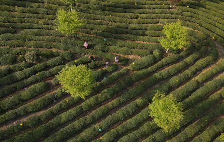 (miniature) Photo a&eacute;rienne montre des agriculteurs cueillant des feuilles de th&eacute; pendant la saison de r&eacute;colte du th&eacute; dans une plantation de th&eacute; &agrave; Huangshan