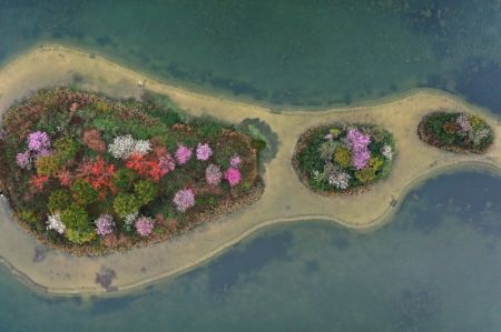 (miniature) Des fleurs sur les &icirc;lots au milieu du lac Nanhu &agrave; Nanning