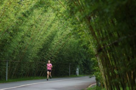 (miniature) Photo prise le 30 juin 2023 d'une personne courant dans une île plantée de bambous du bourg Jiang'an à Yibin