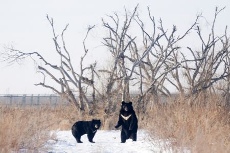 (miniature) Des ours noirs fl&acirc;nent dans un parc &agrave; ours dans la ville de Fuyuan