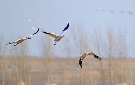 (miniature) Des grues blanches dans la zone humide de Huanzidong