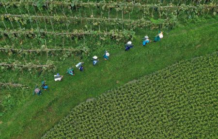 (miniature) Photo aérienne prise le 23 août montrant des agriculteurs récoltant des melons d'hiver dans le district de Danzhai