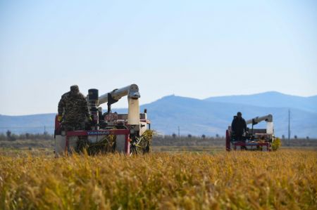 (miniature) Des agriculteurs r&eacute;coltent du riz dans le bourg de Xihe de la ville de Shulan