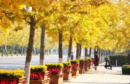 (miniature) Personnes prenant des photos près de ginkgos dans le district de Tancheng de la ville de Linyi