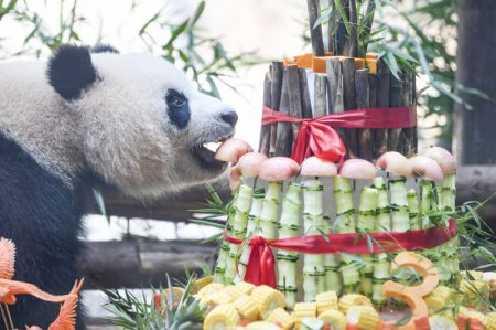 (miniature) Le panda géant Qing Hua se régale durant un gala d'anniversaire dans le parc à thème Locajoy du district de Yongchuan