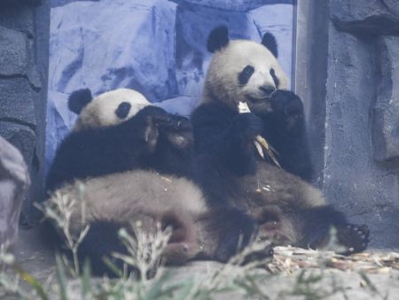 (miniature) Les pandas géants Qing Hua (à gauche) et Qing Lu au parc animalier Locajoy