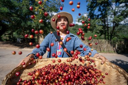 (miniature) Une agricultrice retourne des fruits de café frais dans la plantation de café Qiao'an