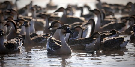 (miniature) Des oiseaux migrateurs sur la rivière Hunhe