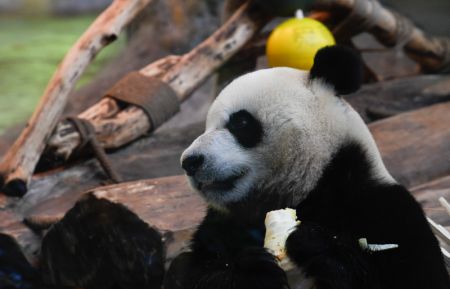 (miniature) Le panda géant Shun Shun dans le Parc tropical de la faune et jardin botanique de Hainan à Haikou