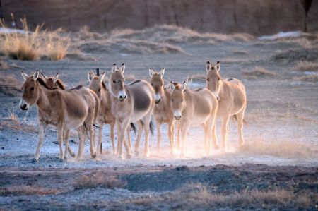 (miniature) Un troupeau d'ânes sauvages de Mongolie dans la réserve naturelle d'Urad