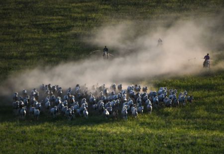 (miniature) Des bergers attrapent des chevaux au lasso lors d'une démonstration culturelle dans un centre d'élevage de chevaux de la bannière occidentale d'Ujimqin de la ligue de Xilin Gol