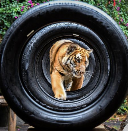 (miniature) Un des tigres jumeaux dans le parc de Chimelong Safari à Guangzhou