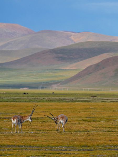 (miniature) Des antilopes tibétaines dans la Réserve naturelle nationale de Serling Tso à Nagqu