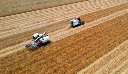 (miniature) Photo prise par un drone de moissonneuses dans un champ de blé du bourg de Liuzhuang