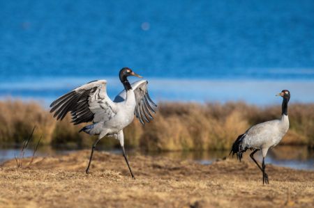 (miniature) Des grues à cou noir dans la zone humide de Dahaizi