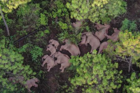 (miniature) Photo aérienne d'un troupeau d'éléphants d'Asie dans le bourg de Shijie du district de Yimen