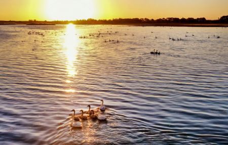 (miniature) Photo aérienne de cygnes dans la zone humide du réservoir de Hekou