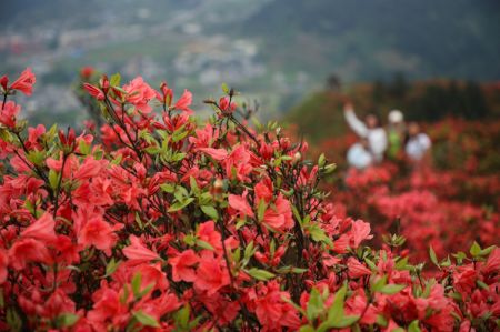 (miniature) Des touristes admirent des fleurs d'azalées dans la montagne de Longquan du district de Danzhai