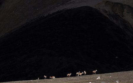 (miniature) Des antilopes tibétaines dans la Réserve naturelle nationale des monts Altun
