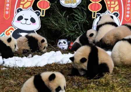 (miniature) Des bébés pandas géants lors d'un événement d'apparition de groupe dans la base de Shenshuping du Centre de protection et de recherche des pandas géants de Chine à Wolong