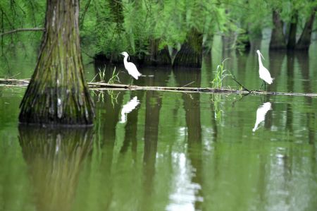 (miniature) Des oiseaux se reposent dans le parc national des terres humides du lac Chishan dans le district de Lai'an