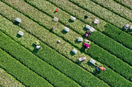 (miniature) Des agriculteurs travaillent dans un champ du bourg de Nantong du district de Minhou