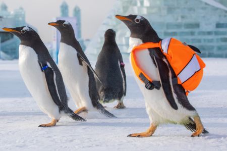 (miniature) Des manchots venant du Parc polaire de Harbin dans le Monde de glace et de neige de Harbin