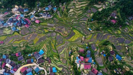 (miniature) Des champs en terrasses du système de coexistence riz-poisson dans le village de Liangyou du bourg de Hongshui