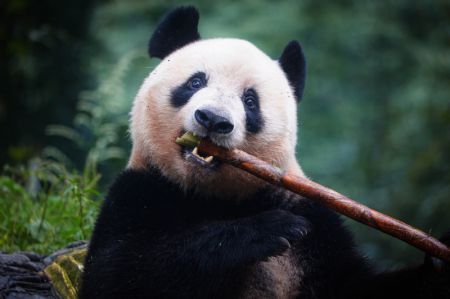 (miniature) Le panda géant Xiang Xiang mange du bambou frais dans la Base des pandas géants de Bifengxia