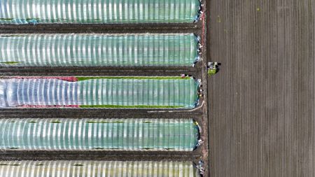(miniature) Un agriculteur repique des plants de riz dans le champ du bourg de Chahe du district de Fengnan