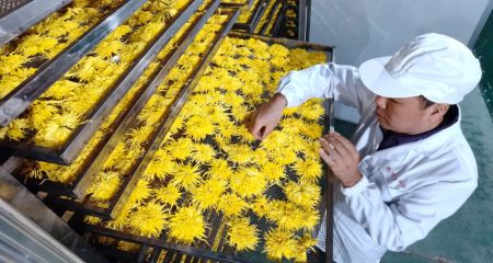 (miniature) Un employé vérifie l'état des chrysanthèmes séchés dans le village de Yuelin de l'arrondissement de Nanyue